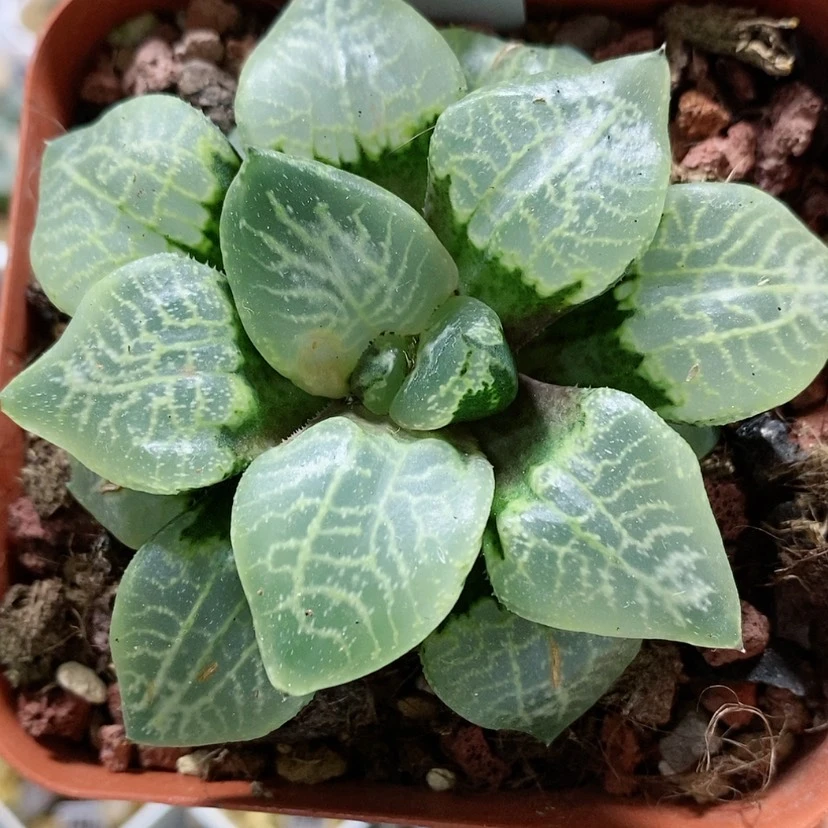 【闪购商品】84乱舞