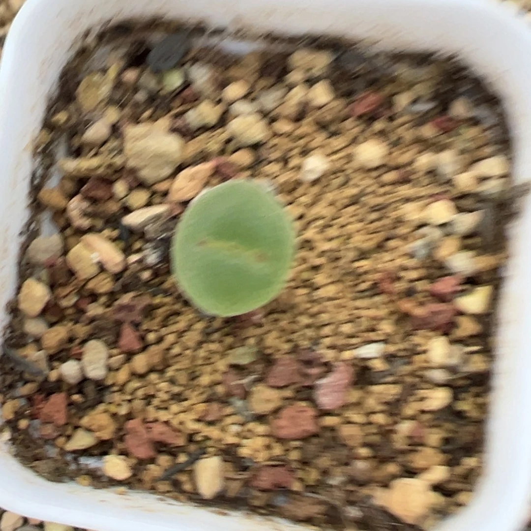 阿****专拍专拍 肉锥植物