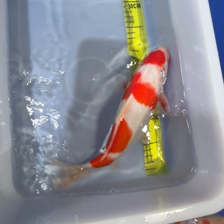 锦鲤锦鲤红白三色