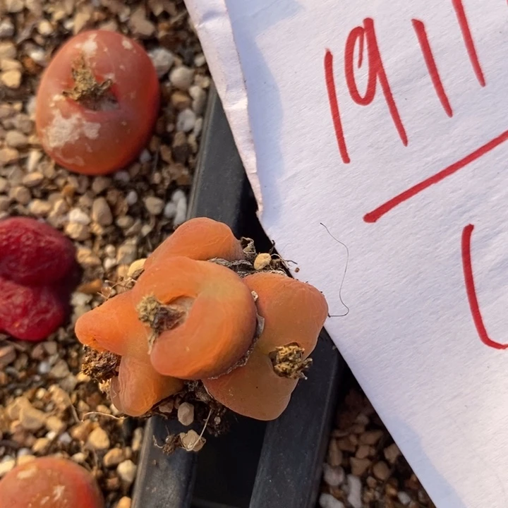 19116一颗一颗一颗