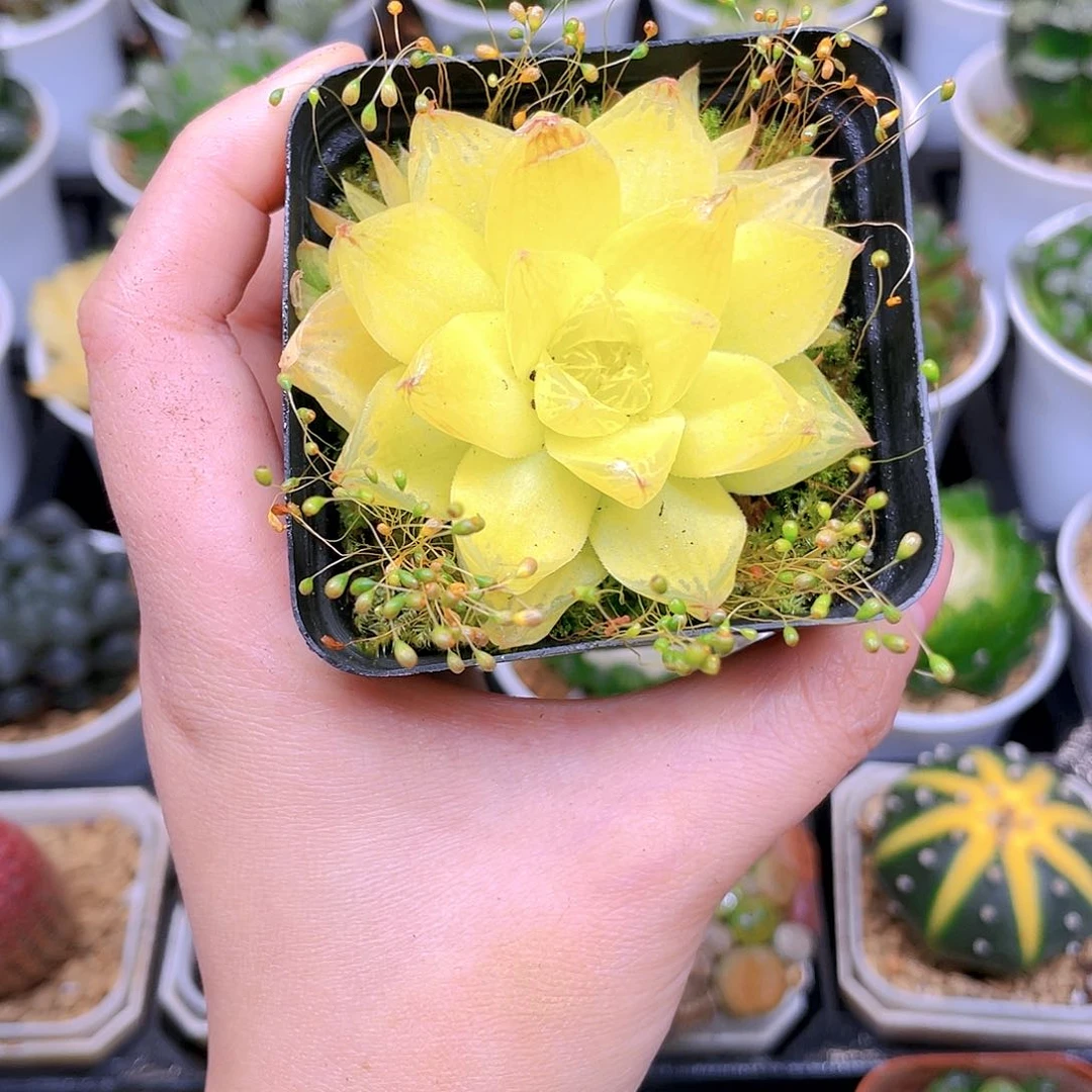 黄金玉露多肉，原盆