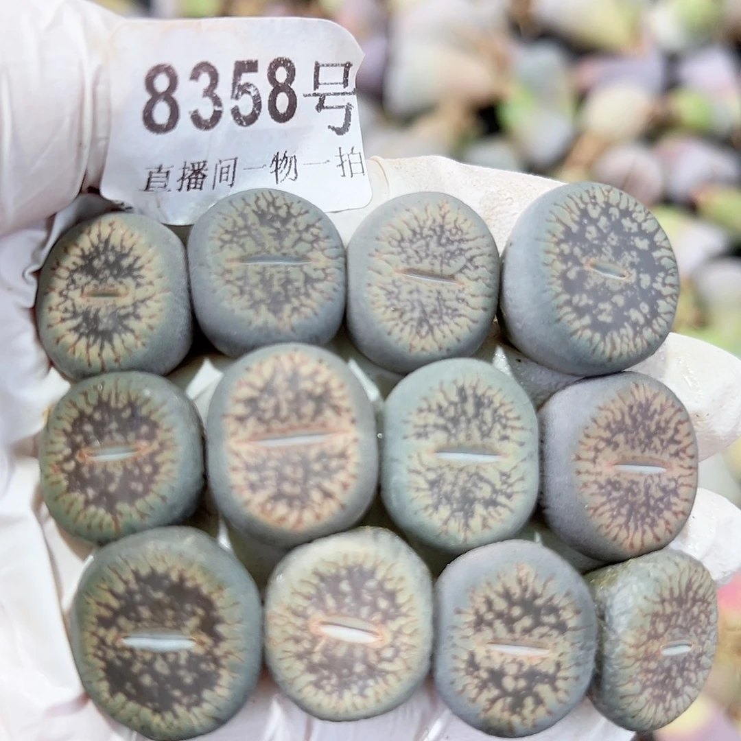 8358 好养易活生石花大母本12个1.5cm左右