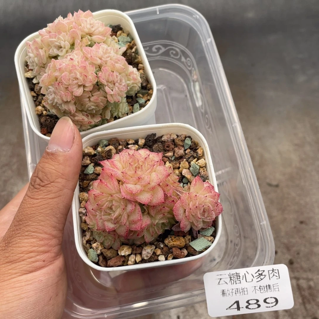 云糖心多肉植物489