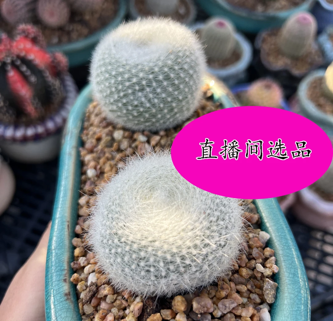 191-200一（精品一贵货多肉）老桩仙人球法师肉锥生石花绿植花卉