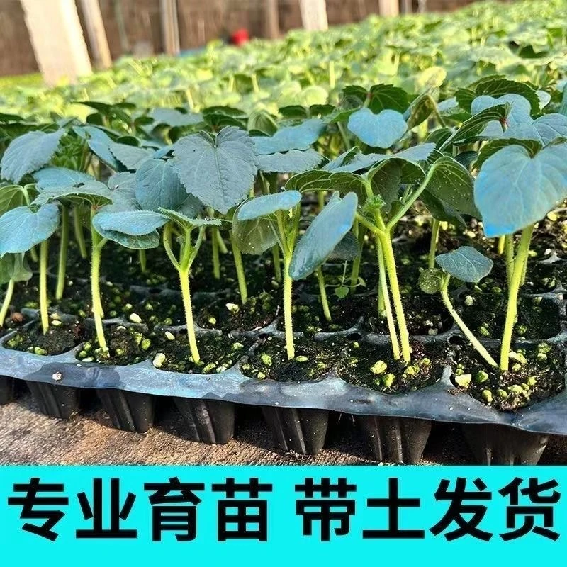 高产黄秋葵红秋葵秧苗水果秋葵秧苗营养蔬菜种苗阳台庭院四季易播