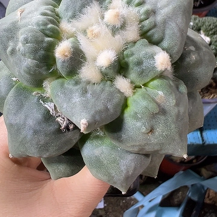 怒涛533仙人球开花