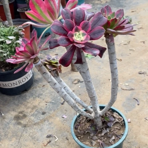 嫁接20多肉植物法师