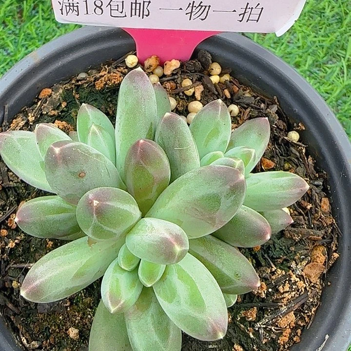伊卡鲁斯678多肉植物