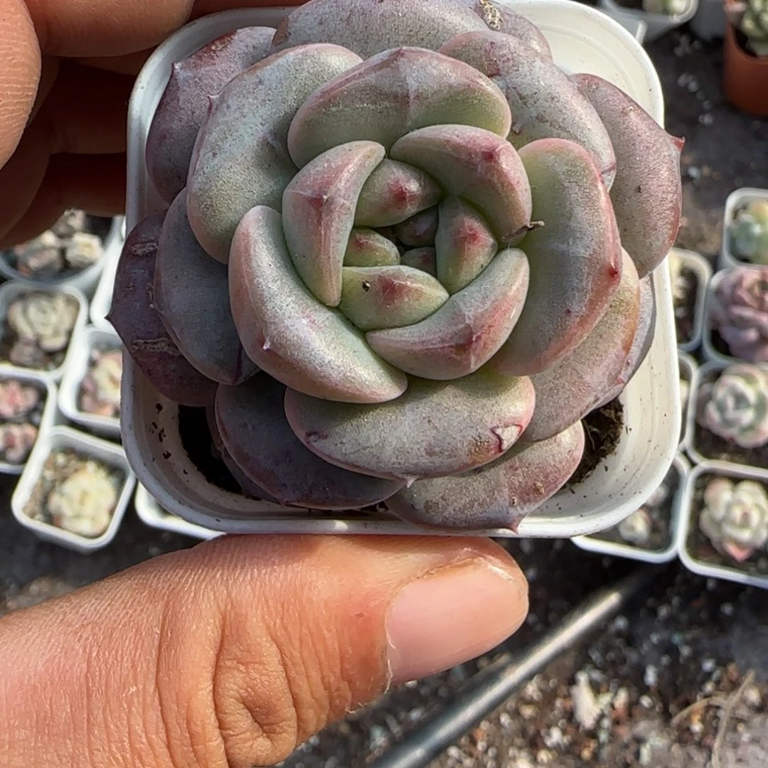 小卡拉米糖心一物一拍