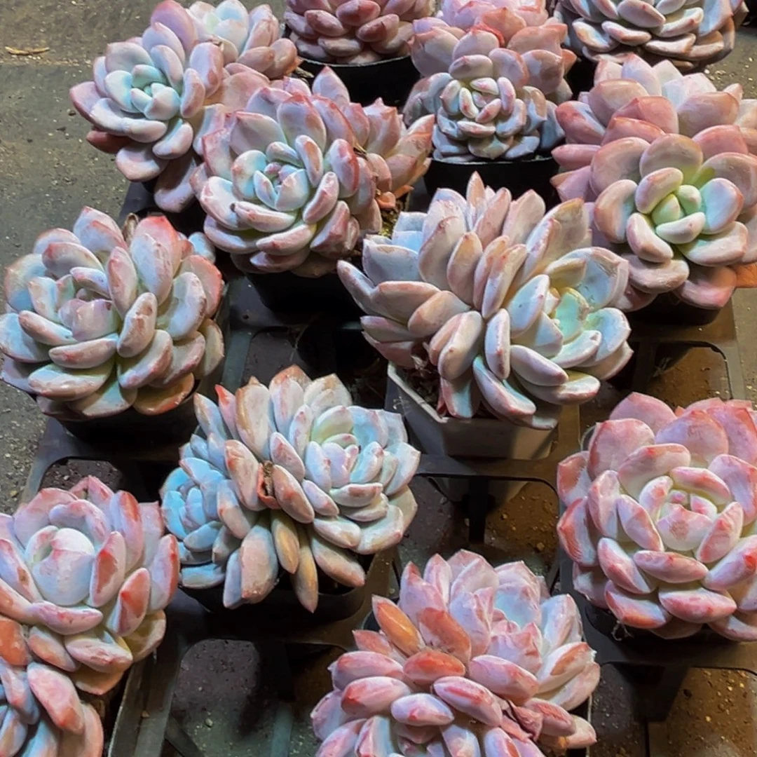 693多肉植物的生长发育