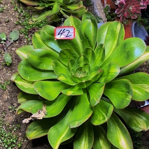 燕姿中斑法师42链接