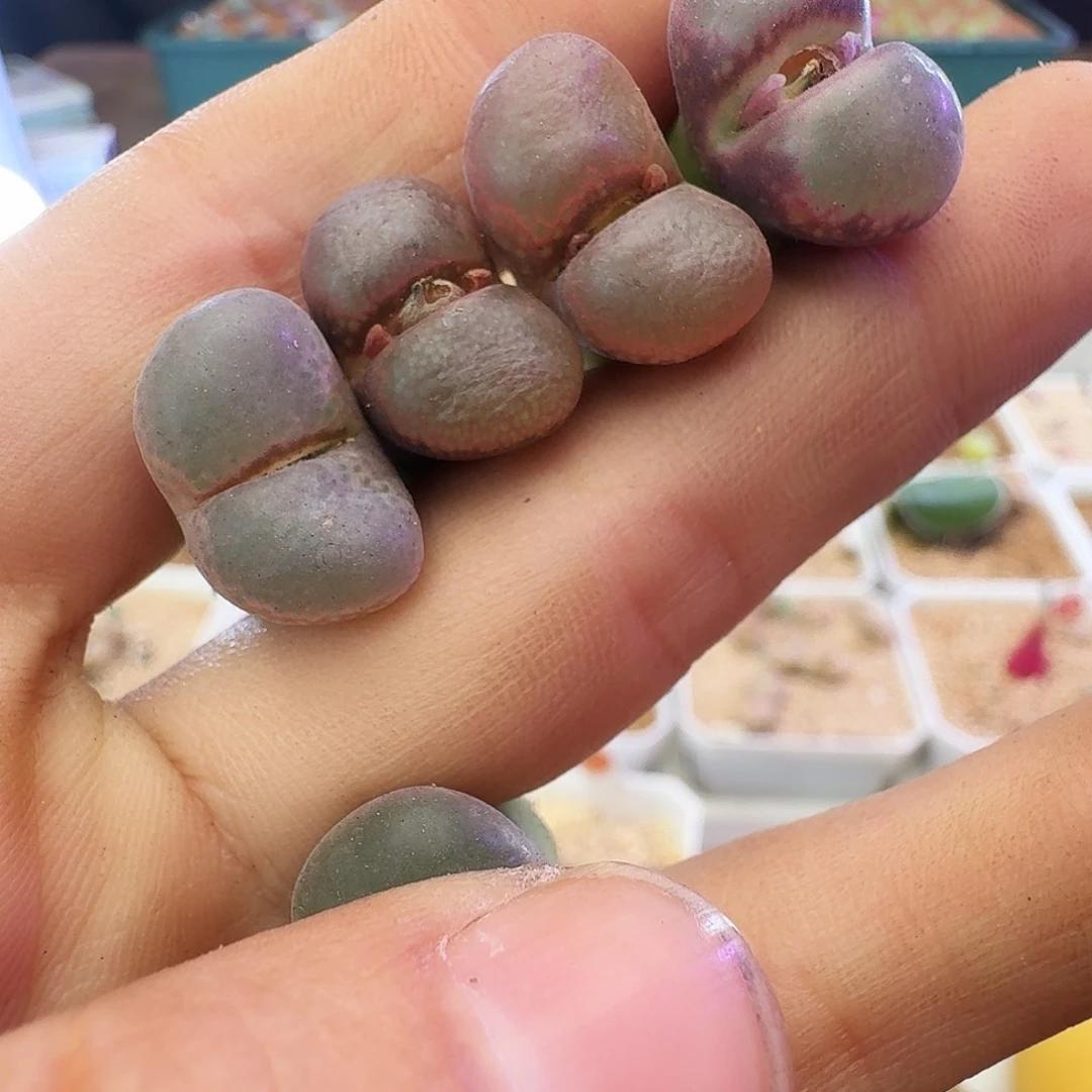 多肉植物福利宽透窗选拔紫罗兰风铃109