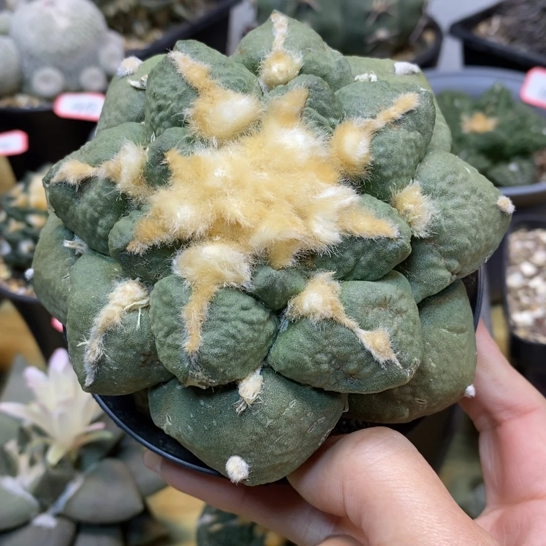 56号 自根大尤龟甲连山11公分带盆土