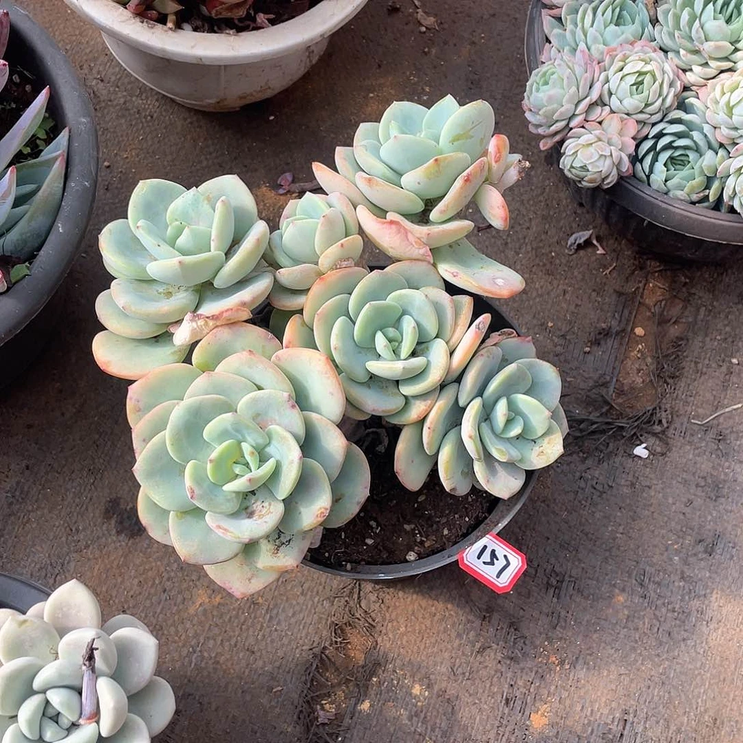 157白月光 一物一拍多肉