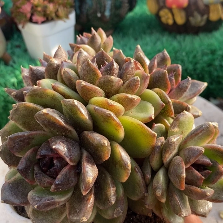 玄晨整无砍多肉黑色