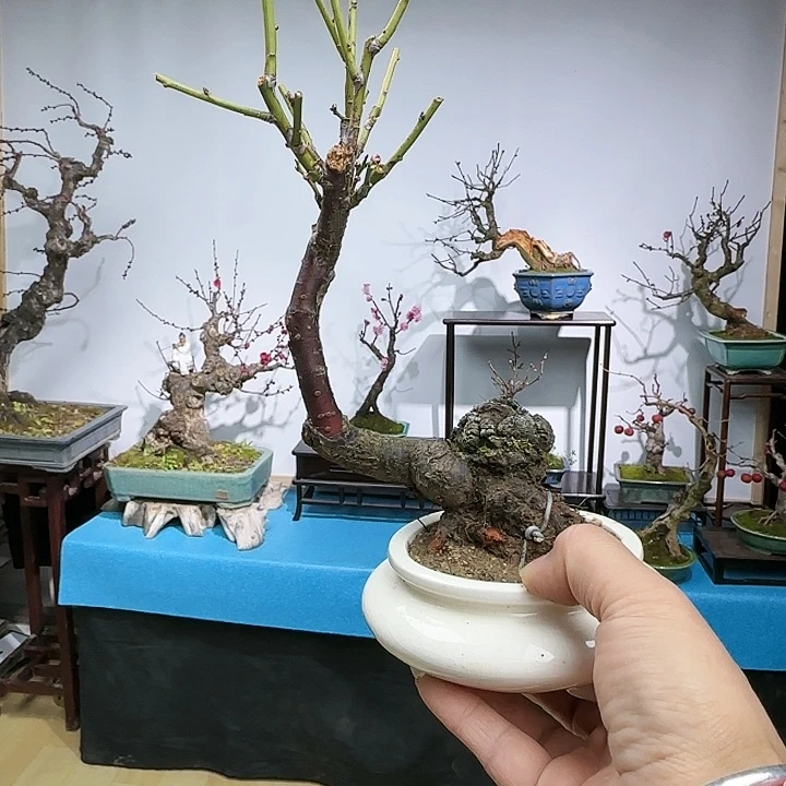 红陶。****？f g h k k l l