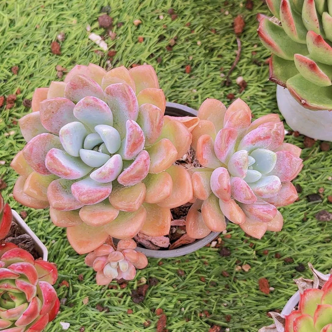 25号898888888899988999