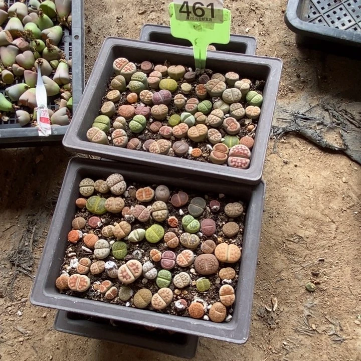 小***ᙆ生石花等植物的生长461