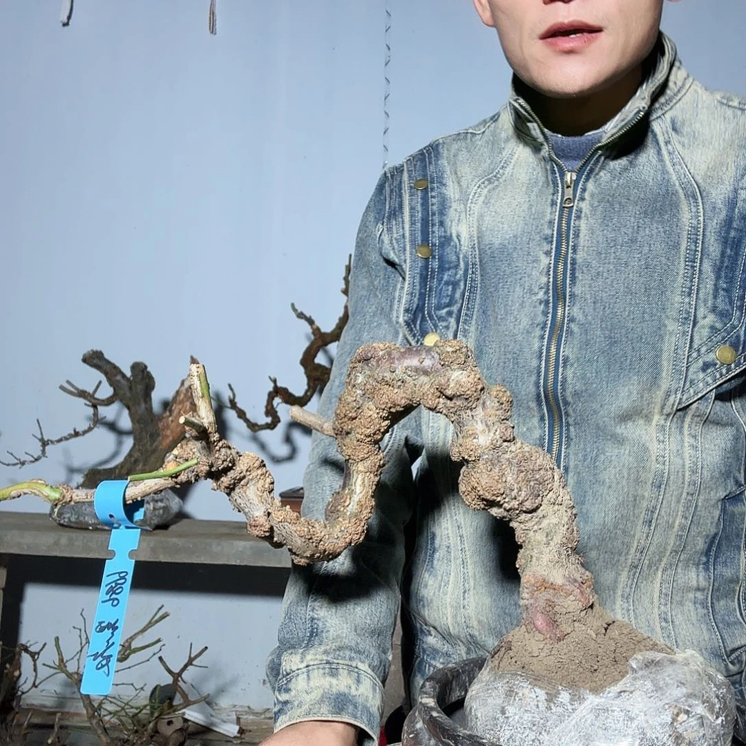 完全开放梅花龙游梅黑夜大哥