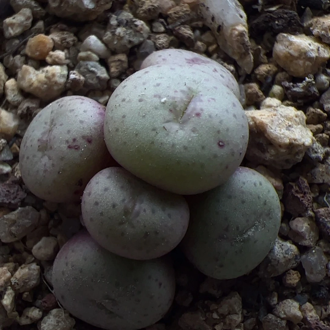 大家过年好23001