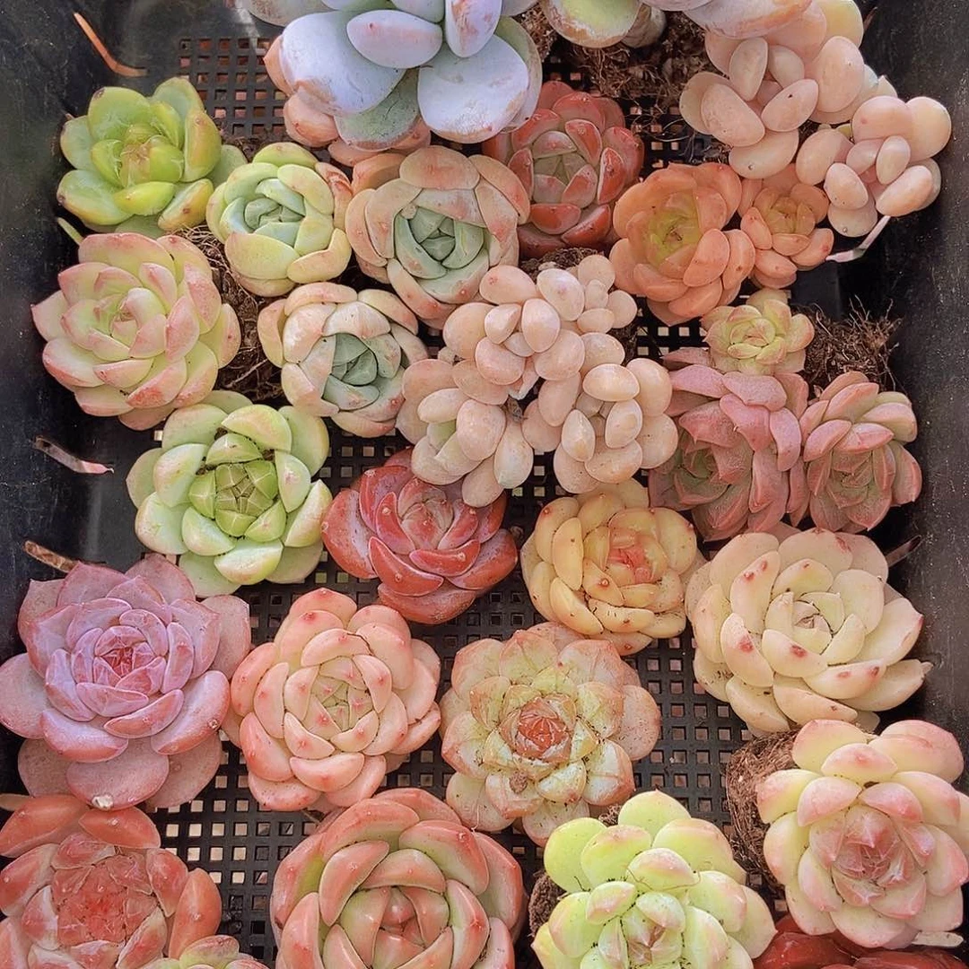 000001量拍保底20颗，小