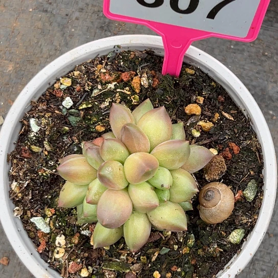 多肉植物米其林群307