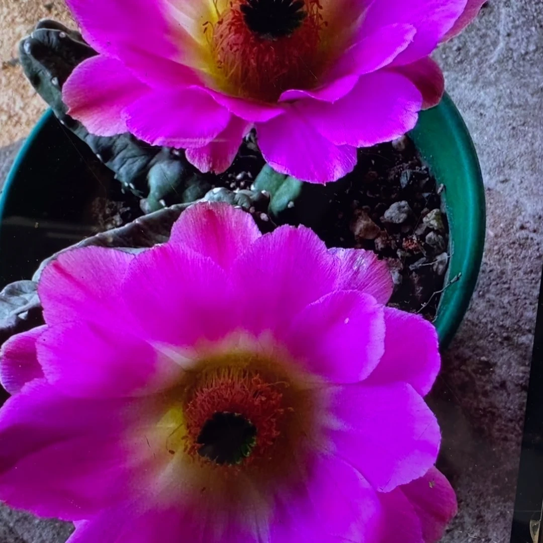 新品水仙情郎郎2群生一杯