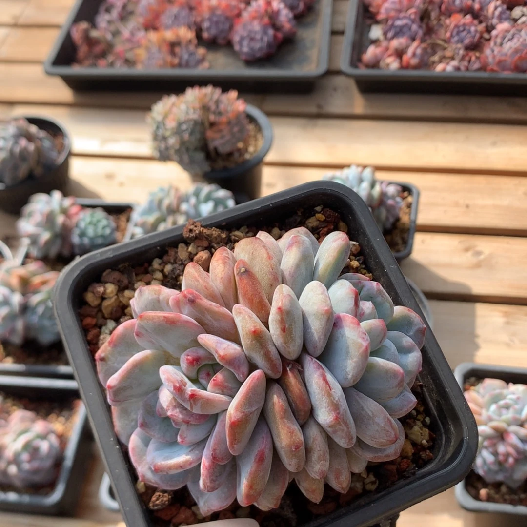 10厘米双头双心象牙石化 5775