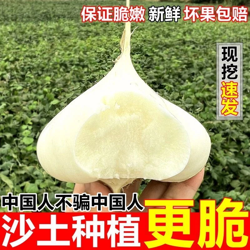 【贵州凉薯】地萝卜地瓜沙地白地瓜3/5/9斤地梨儿鲜嫩脆甜