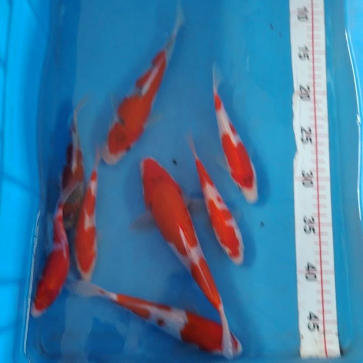 海水顺丰包邮开箱包活1