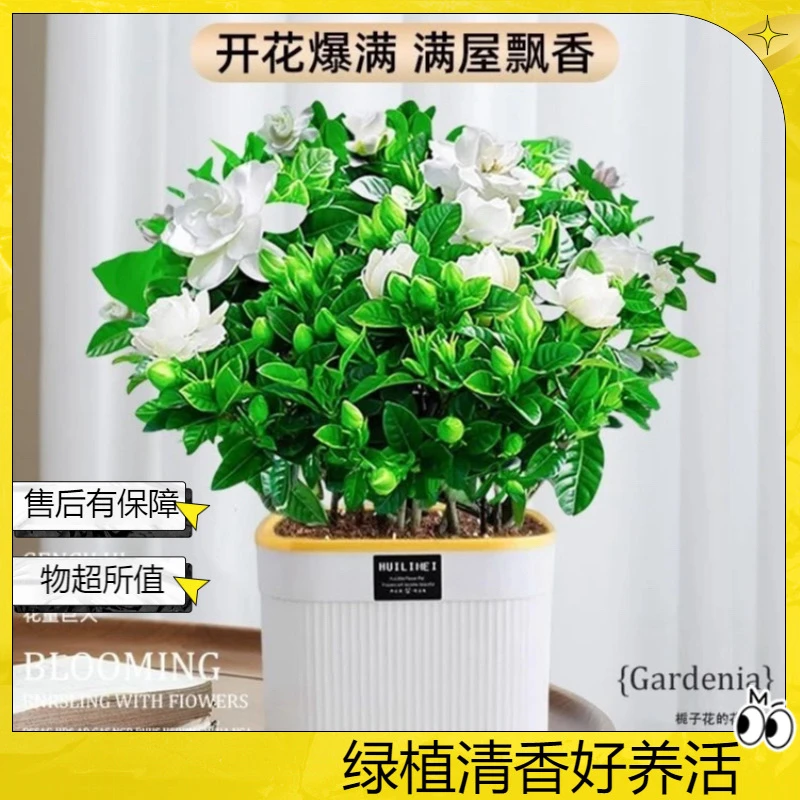 【带花苞】栀子花盆栽室内水培四季好养浓香花卉绿植