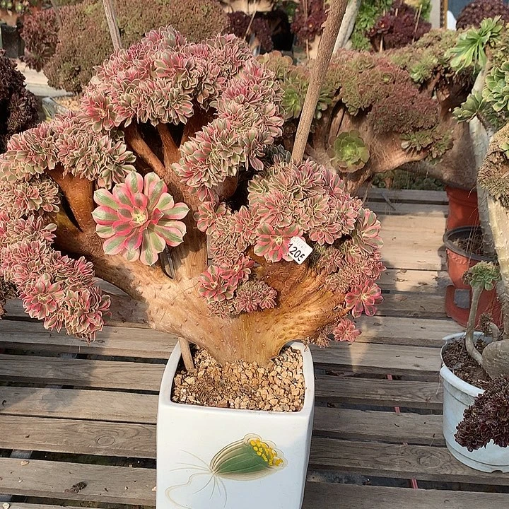 1205微瑕粉女巫一颗缀化