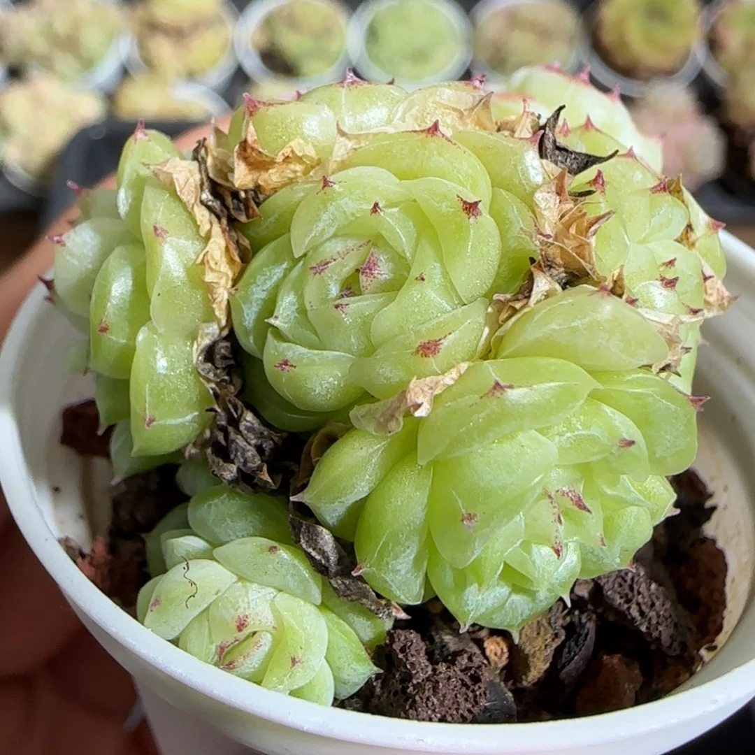 1110-----562优选麦秆群