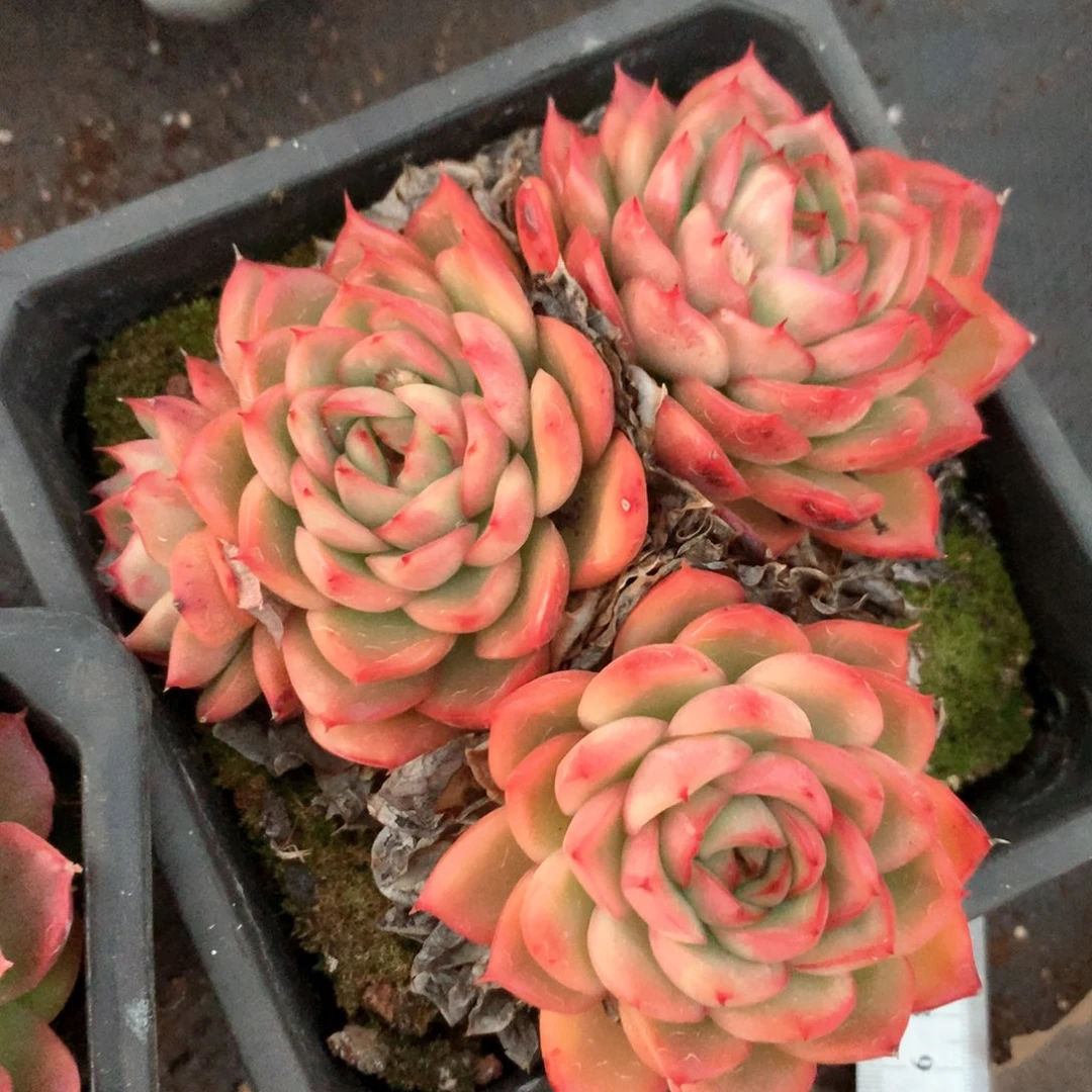 6278不包整散掉头不售后