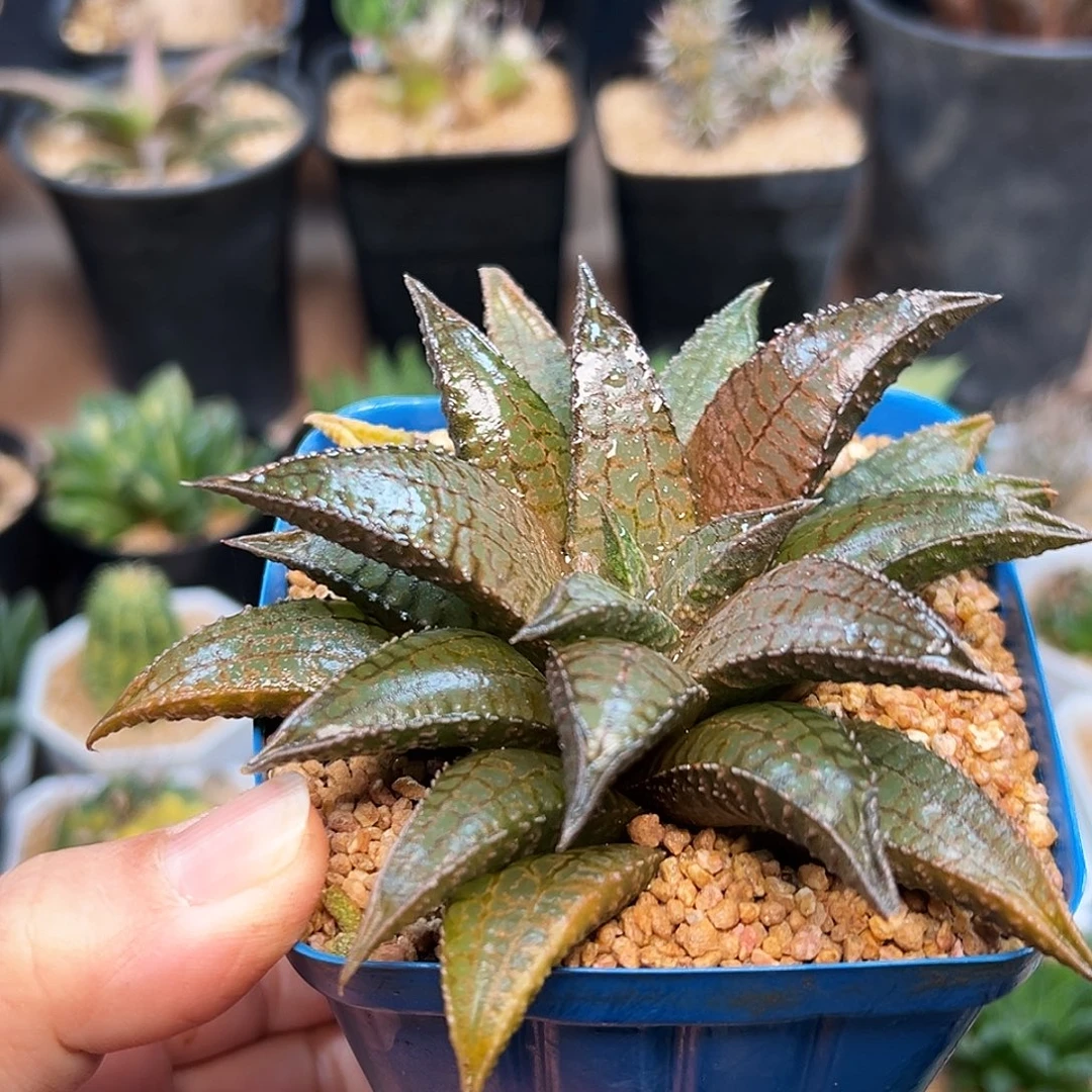 优选短叶龙王硬叶十二卷