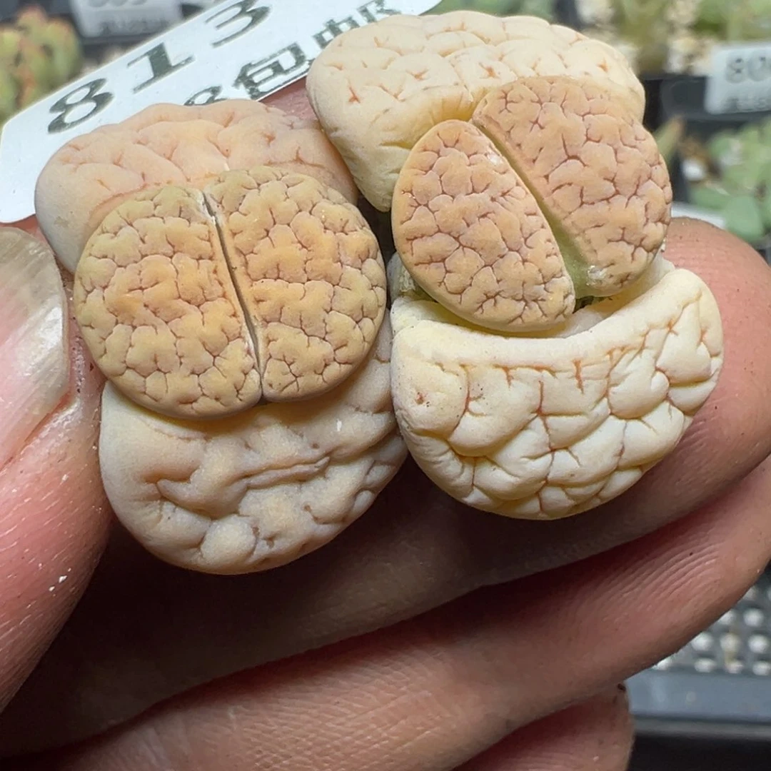 【闪购商品】 813。