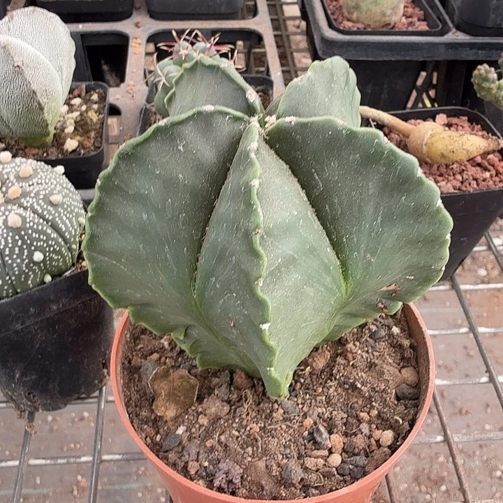 实生大鸾凤玉8仙人球