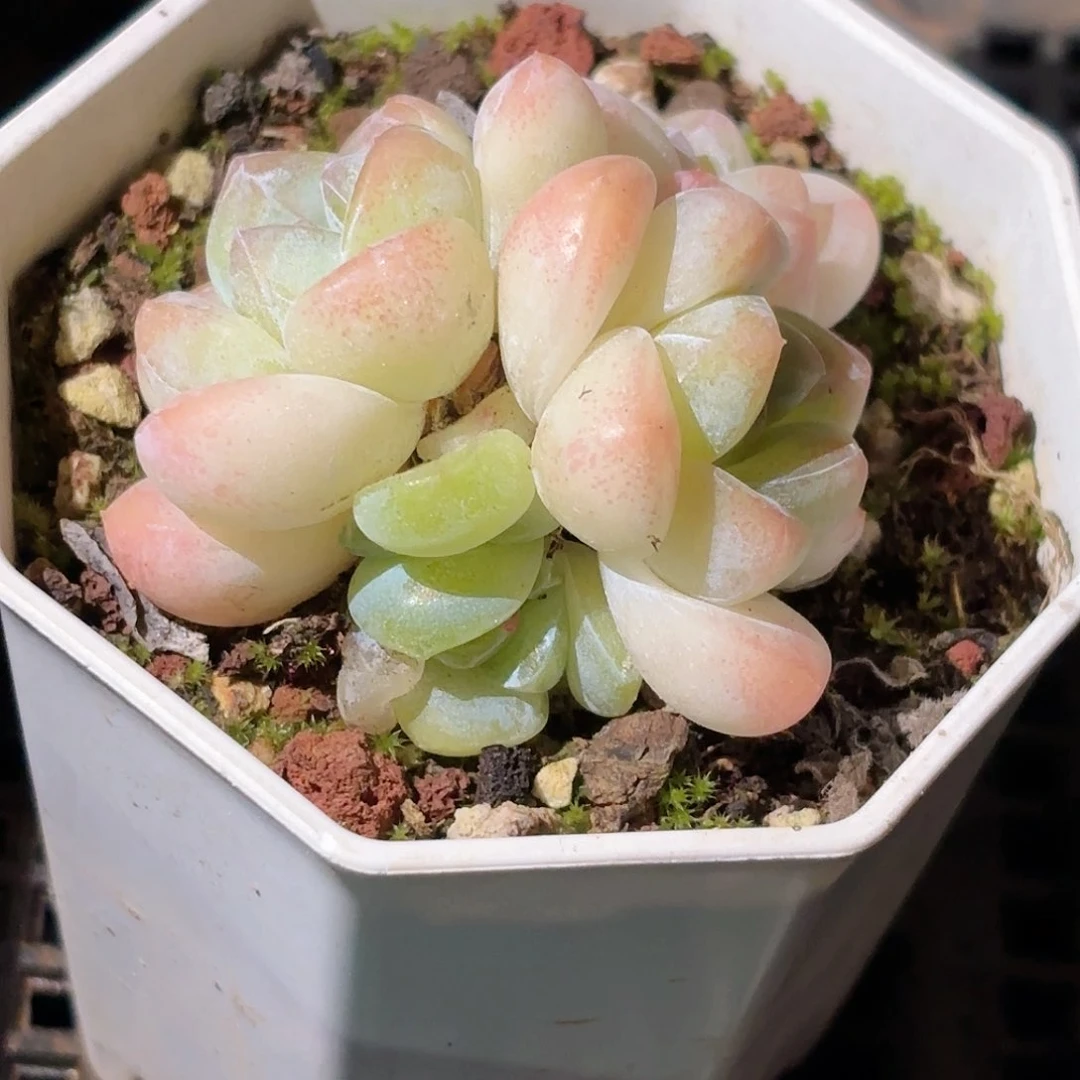71 新疆西藏内蒙不发货