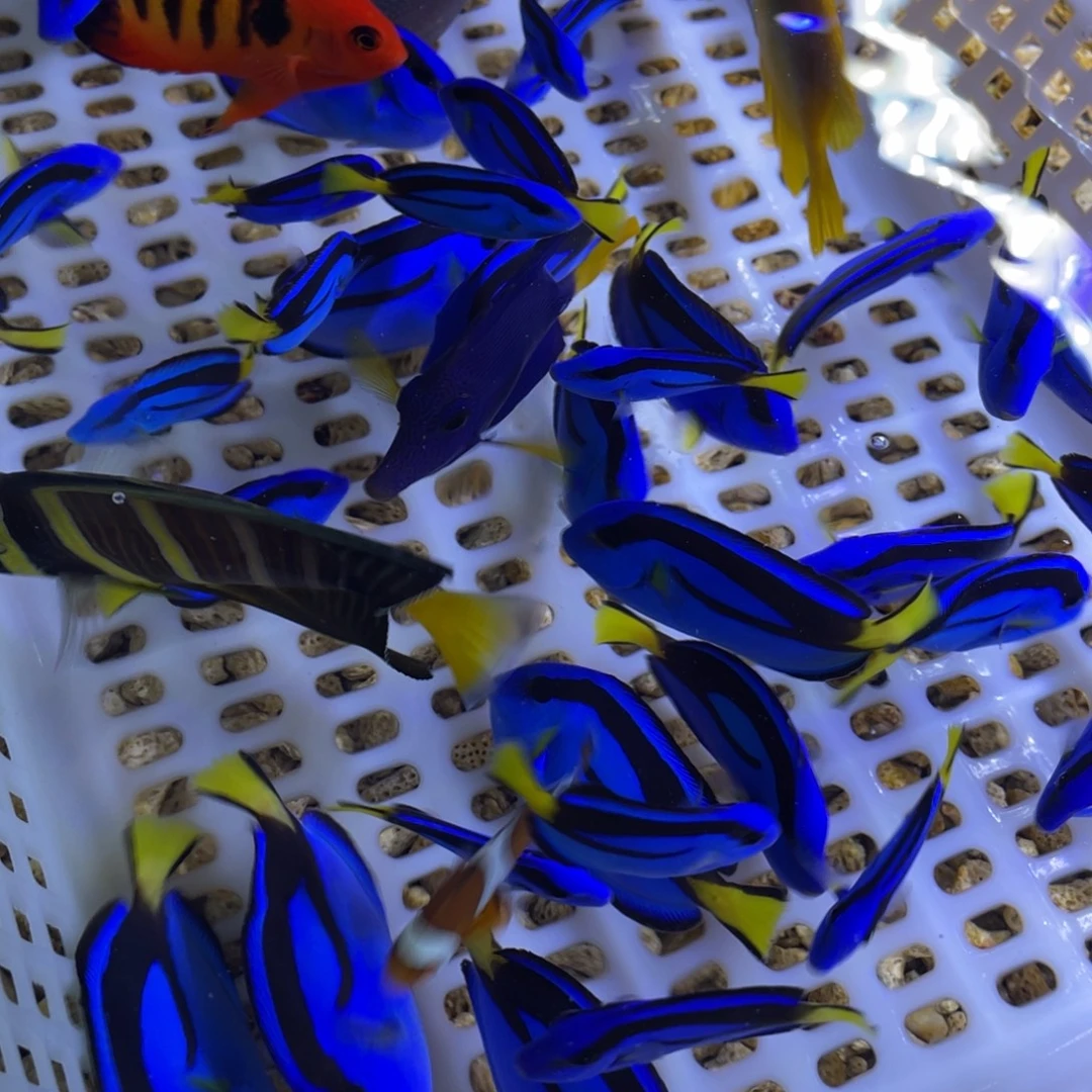 海水鱼直播挂车链接勿拍！