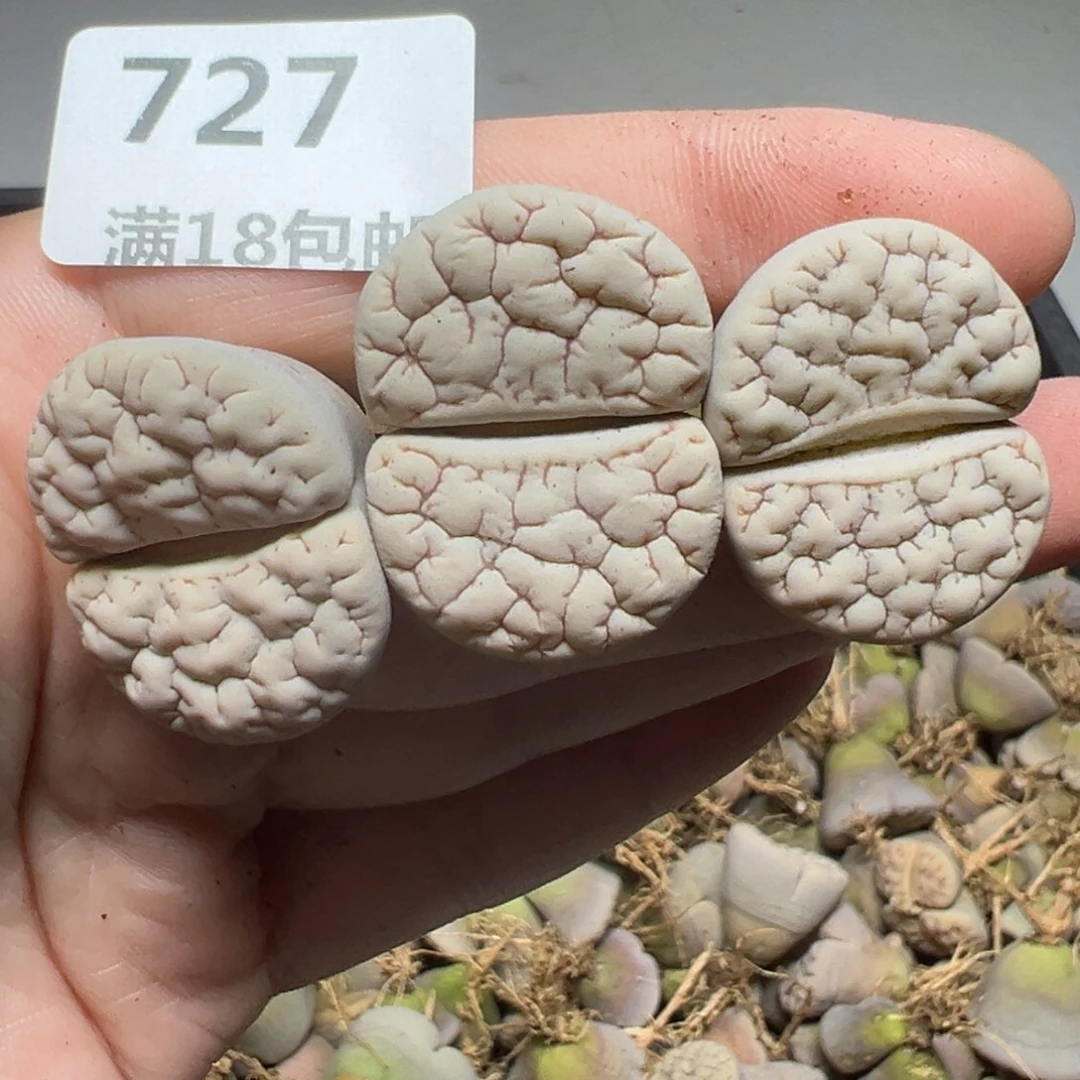 【闪购商品】大***?727……