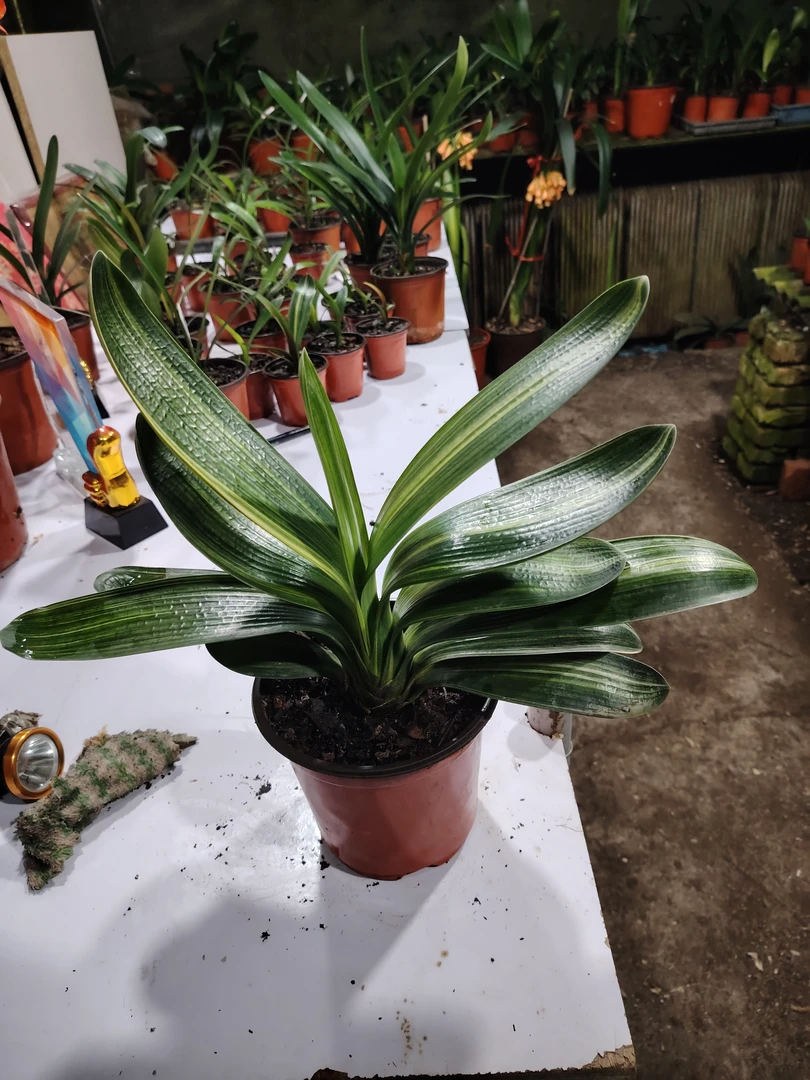 君子兰，油匠彩。瓷白墨绿