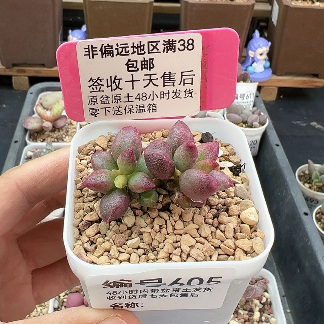 605红樱桃多肉植物