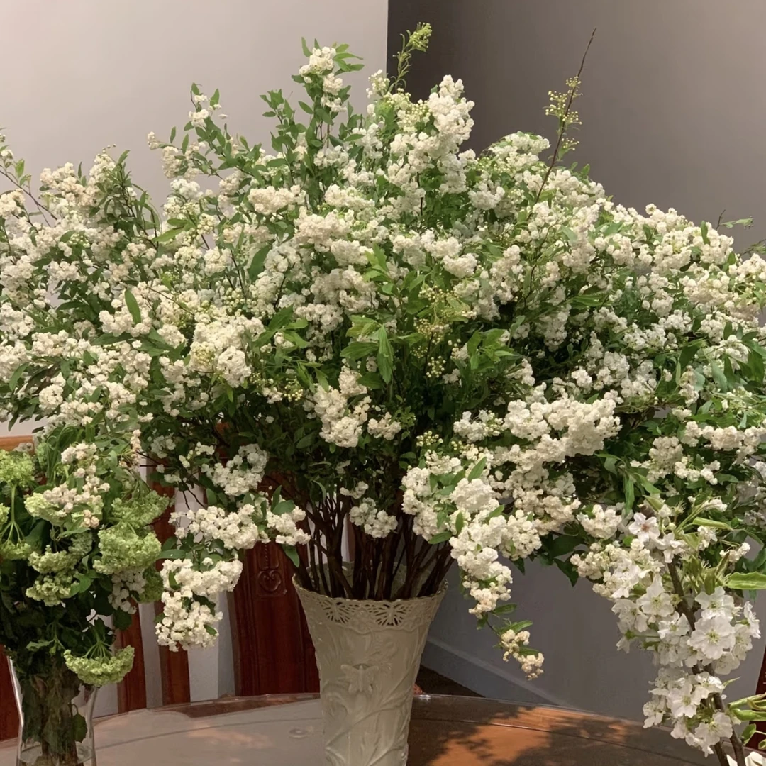 小手球重瓣绣线菊【150盆】盆栽多年生灌木植物庭院阳台新手易养护