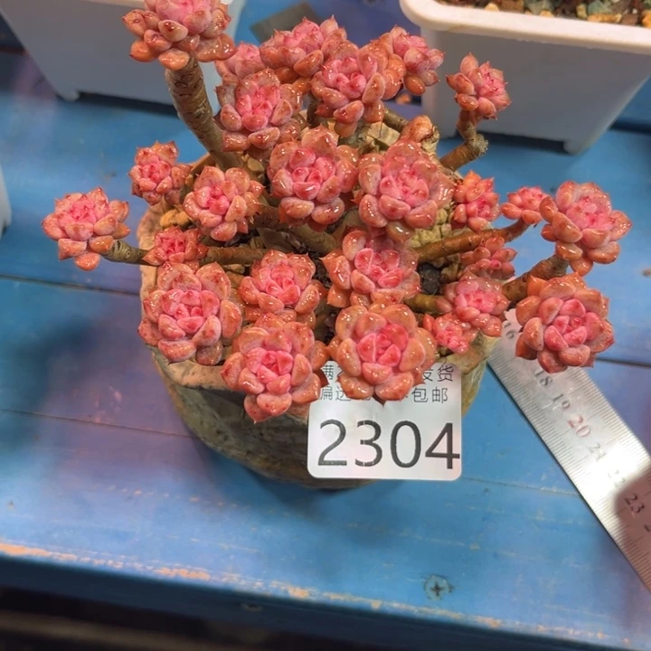 大2304，vxvcgvbvbhhh