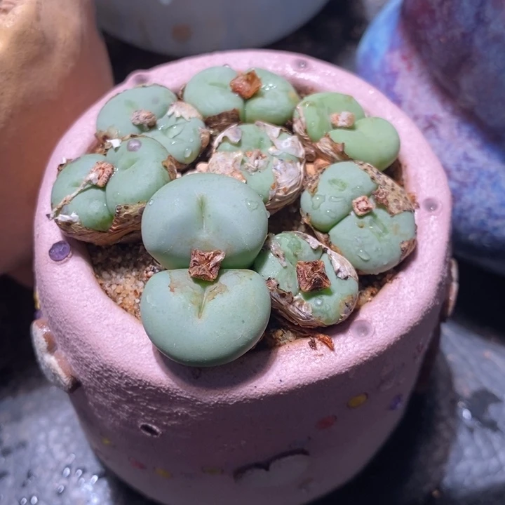 脱双头紫花饼一颗。