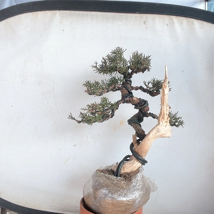 济州真柏盆景老桩