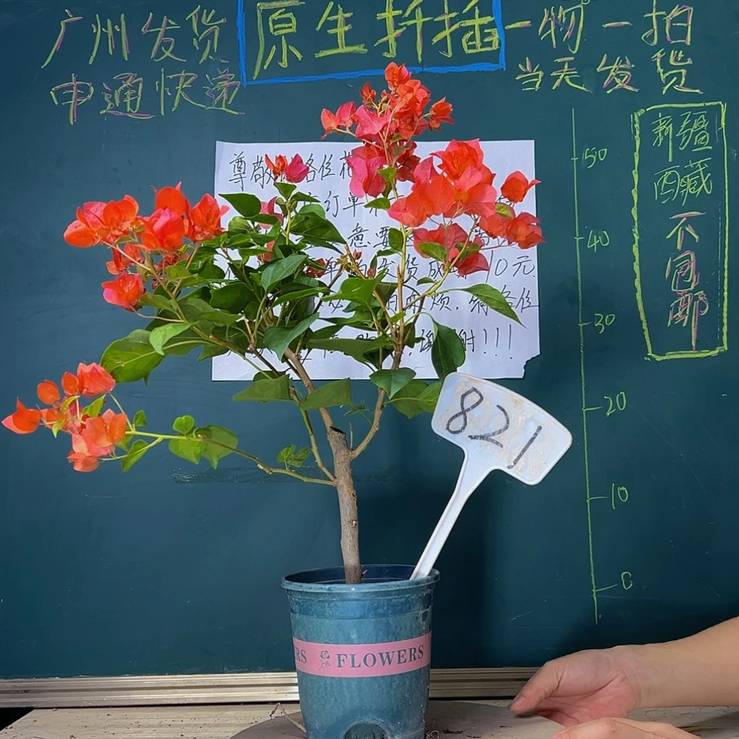 当前无花栽培后可以开花暗斑夕阳红 821