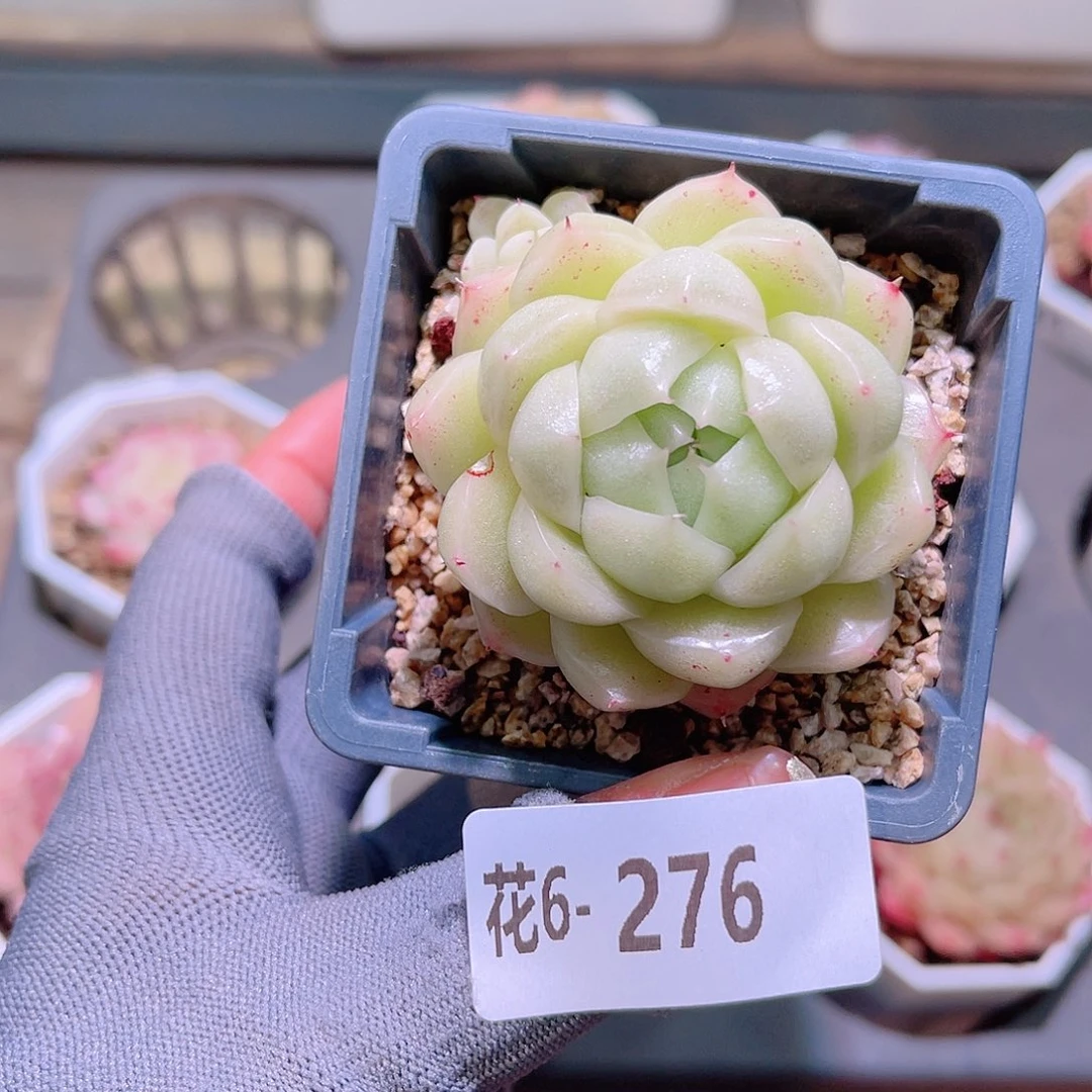 花06-276麦秆微瑕