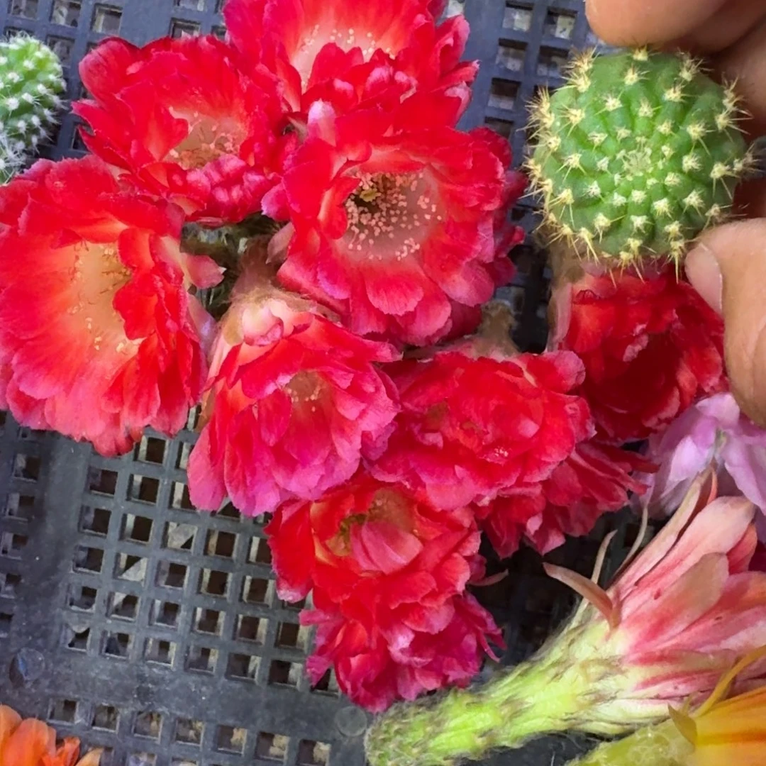 14丽花红舞裙歪3公分左右无根侧牙，20包邮