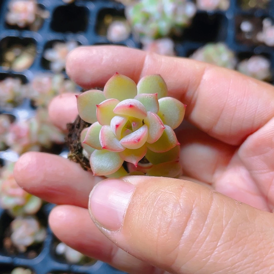 玉笛穴一个满25包邮
